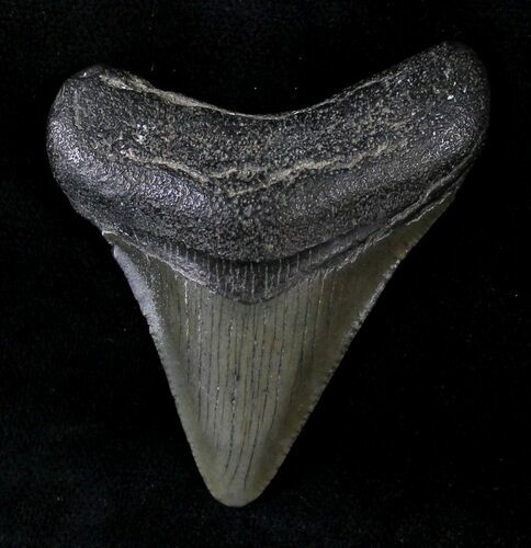 Juvenile Megalodon Tooth #20768